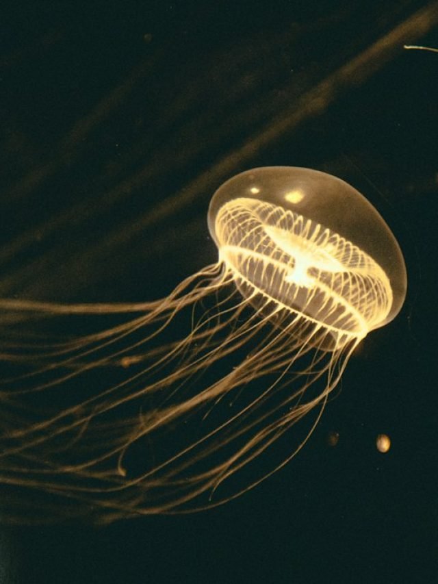 5 Venomous Animals You Wouldn’t Want to Encounter