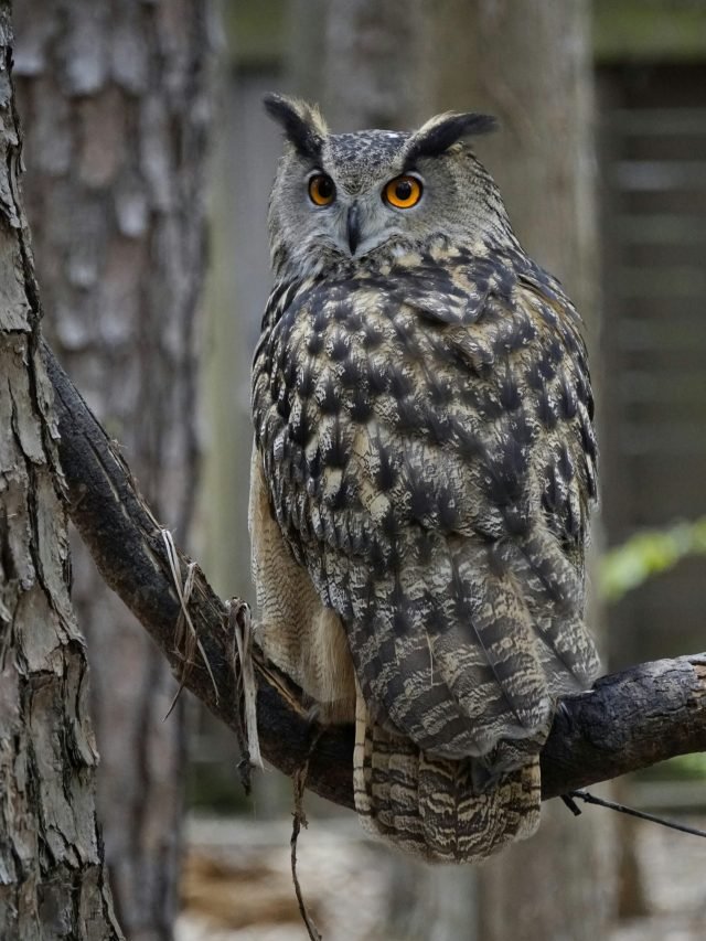 Placing an owl statue in this direction will bring prosperity