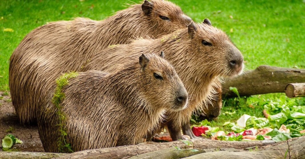 Meet the Capybaras: One of Earth’s chillest animal