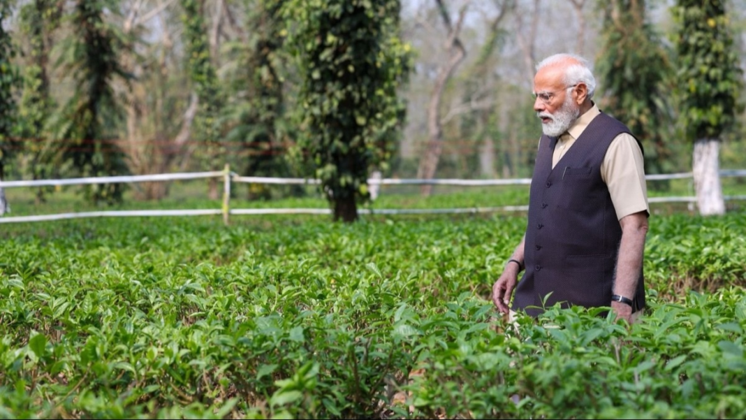 Assam tea ‘all over the world’, says PM Modi after plantation visit