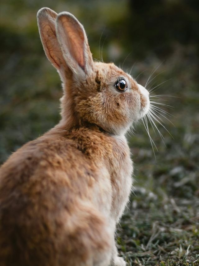 These  two animals brings prosperity and  peace