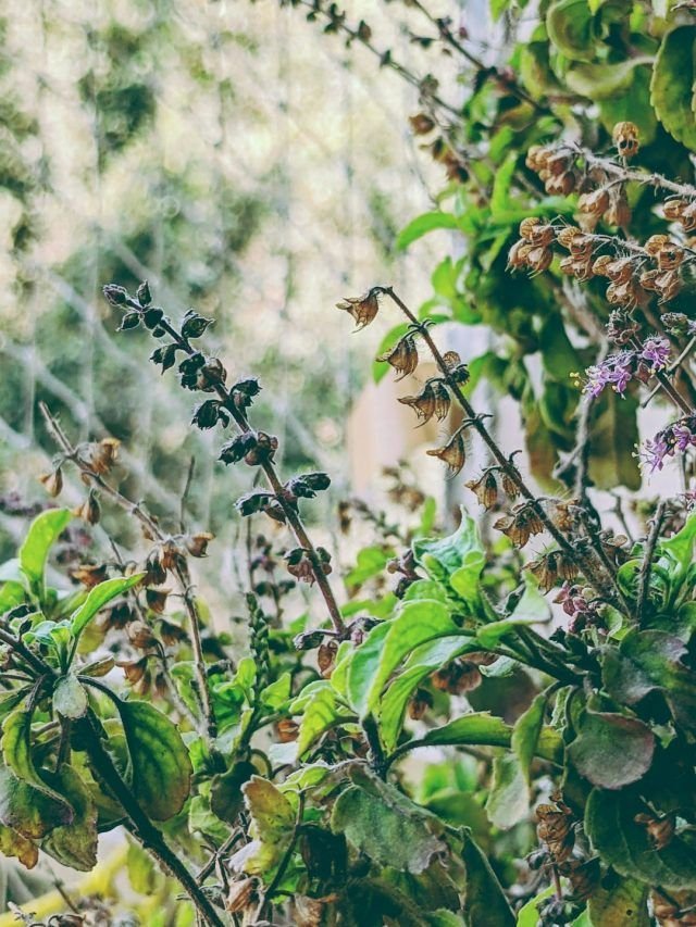 8 Vastu Benefits of Wearing a Tulsi Mala