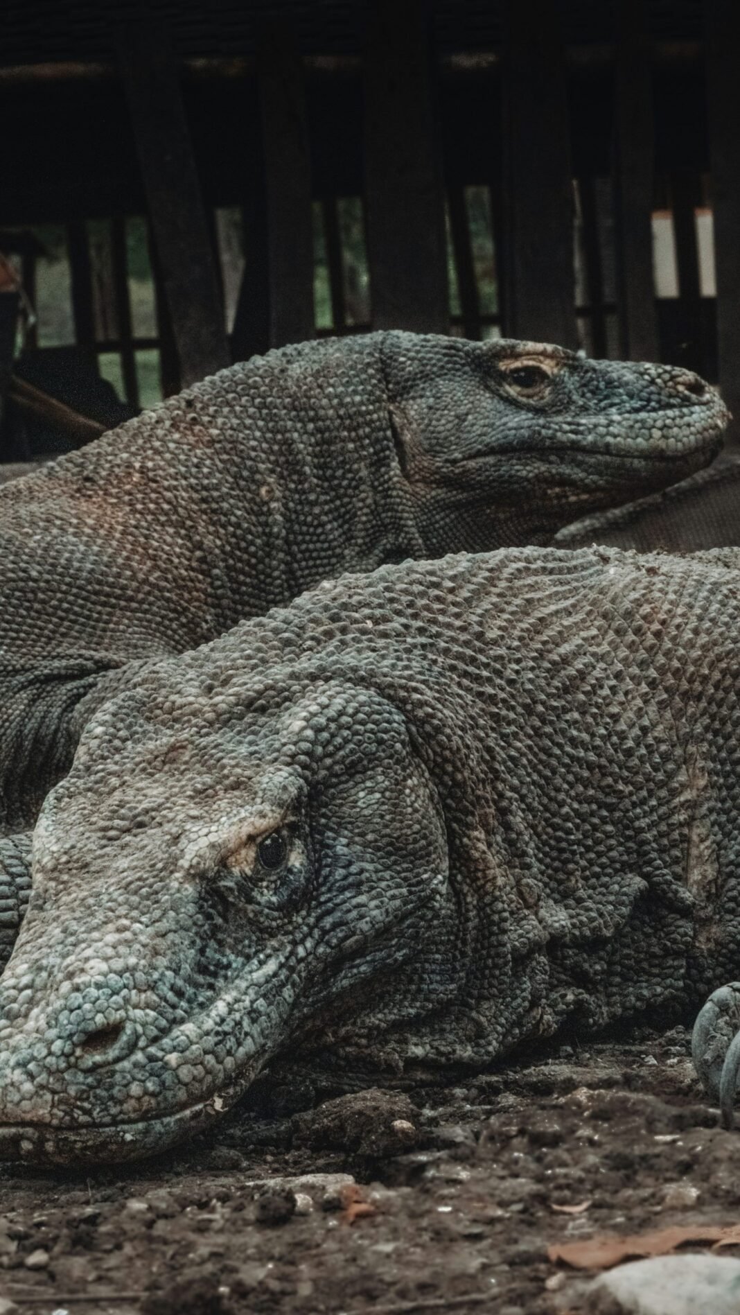 7 Animals That Reproduce Without Mating