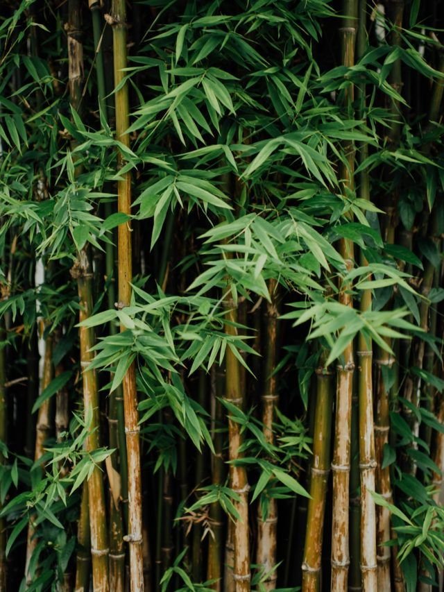 Vastu Benefits of Bamboo Plants for Wealth and Harmony