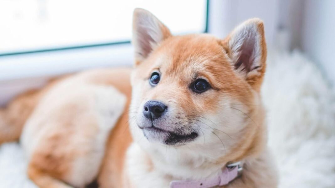 Your dog could have diabetes. Yes, you read that right