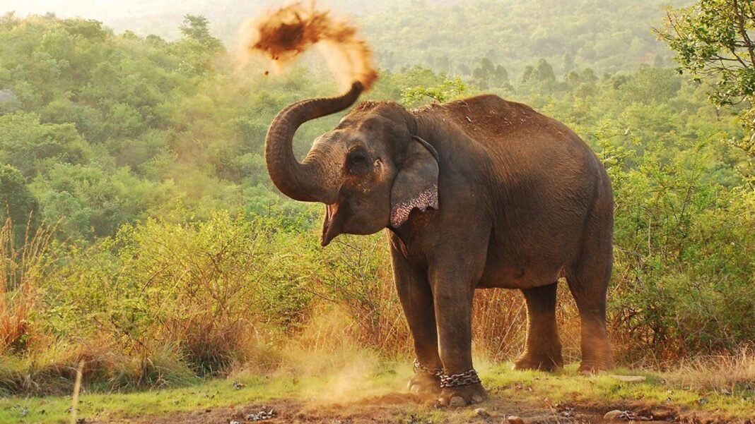 No apples left? The adorable way elephants ask for more snacks