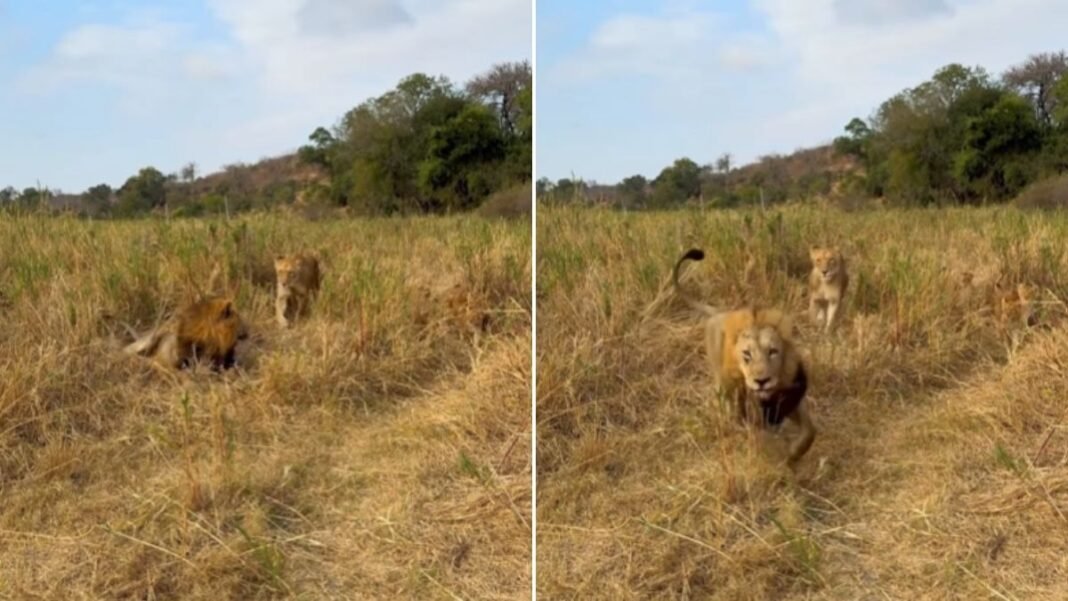 Wildlife photographer shares hilarious video of lion ‘dodging’ babysitting duties