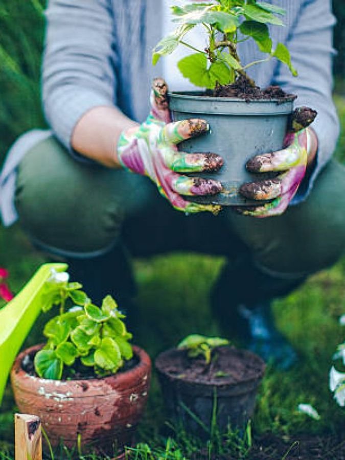 7 Essential Plants Every Home Garden Needs
