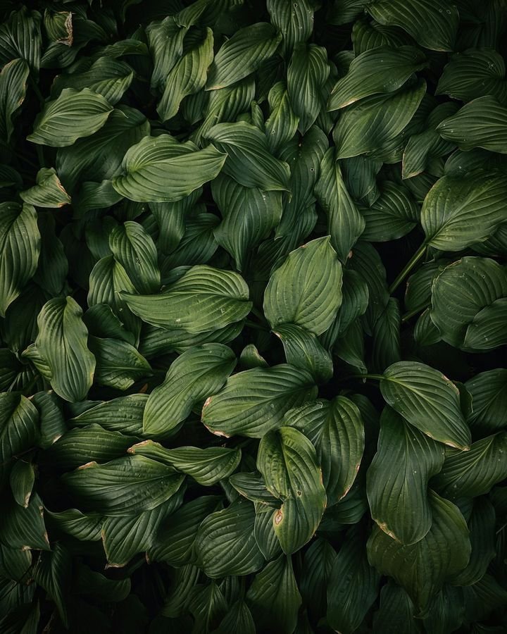 5 Easy Ways to Protect Your Outdoor Plants from Heavy Rain