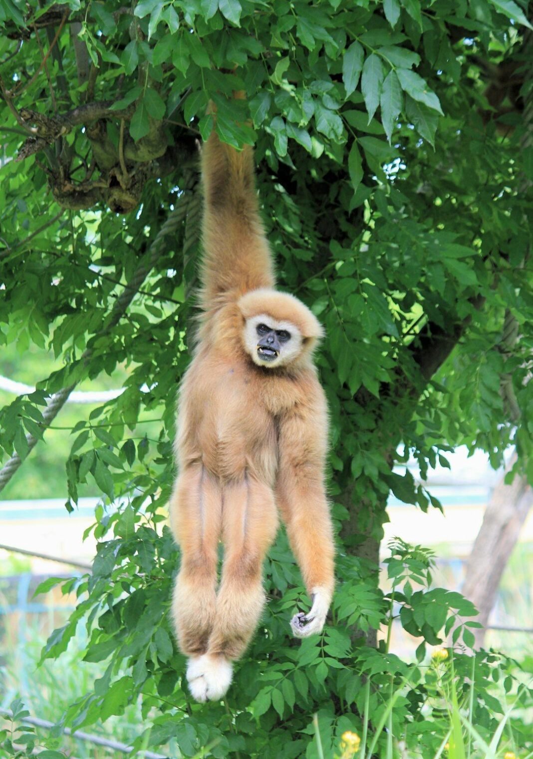 5 Fascinating Arboreal Animals