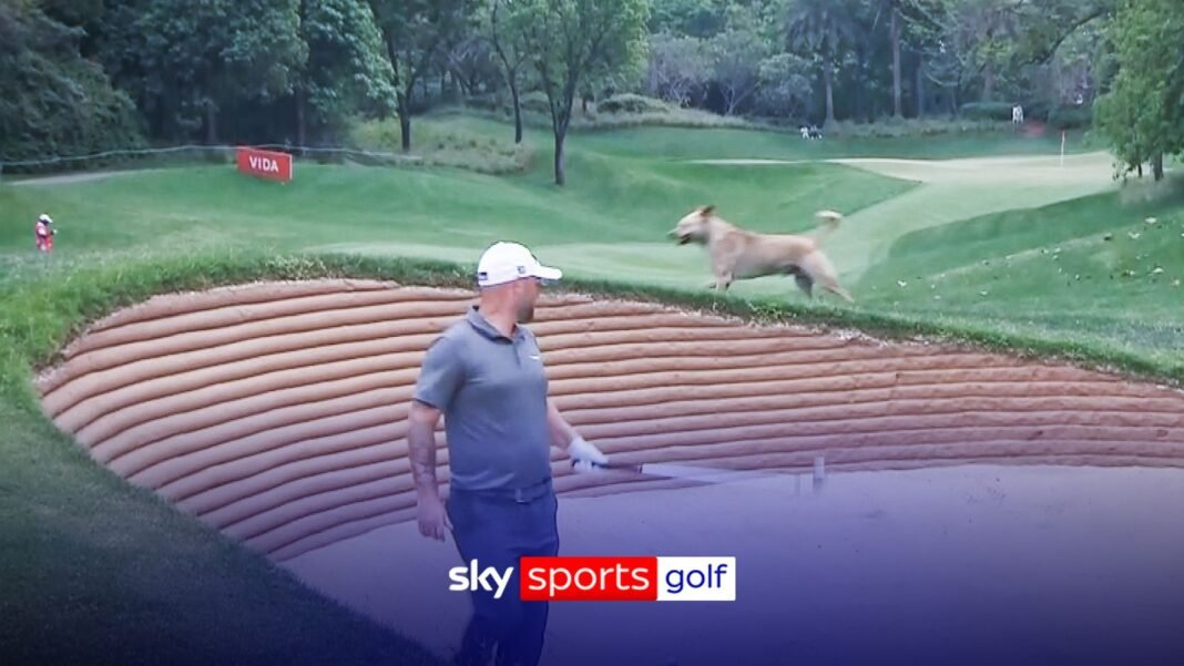 Hero Indian Open: Unlikely intruder interrupts Andy Sullivan on DP World Tour!