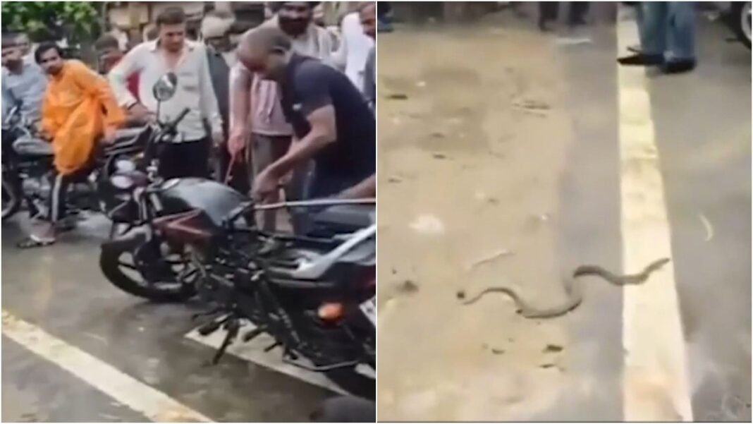 UP man stops bike mid-ride after finding snake hiding inside, dramatic rescue follows